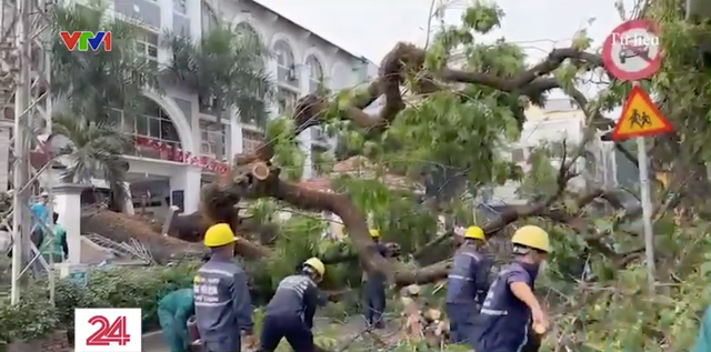 TP Hồ Chí Minh sẽ kiểm tra toàn bộ cây xanh trước mùa mưa - Ảnh 1.