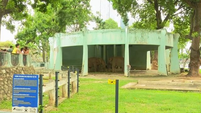 Đề nghị đưa voi ở Công viên Thủ Lệ về với tự nhiên - Ảnh 1.