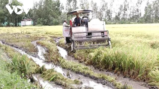 Mưa lớn kéo dài, hơn 32.000 ha lúa Hè Thu ở Bạc Liêu bị đổ ngã - Ảnh 2.