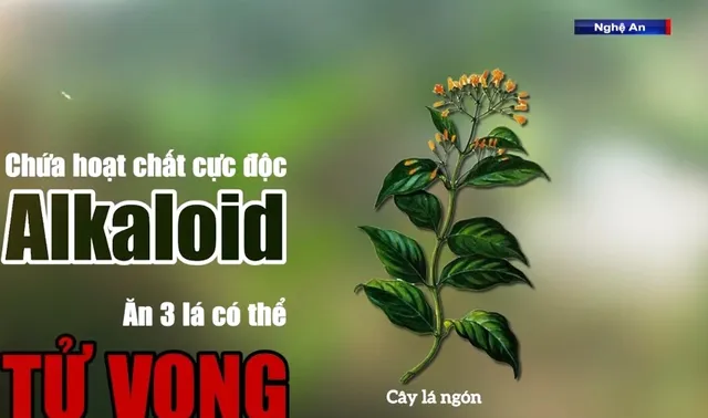 Cuộc chiến loại bỏ lá ngón - Ảnh 3.