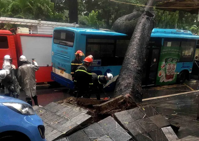 Hà Nội: Cây cổ thụ bật gốc, đổ đè trúng xe bus đang đi trên phố - Ảnh 1.