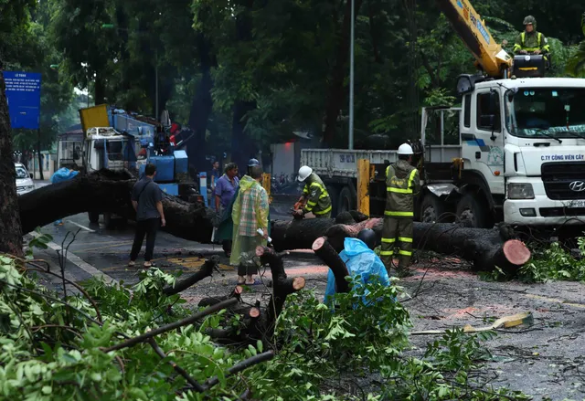 Hà Nội: Cây cổ thụ bật gốc, đổ đè trúng xe bus đang đi trên phố - Ảnh 4.