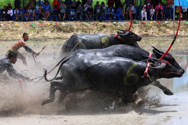 Đua trâu mở đầu mùa lúa ở Thái Lan: Tôn vinh vai trò của trâu với canh tác lúa - Ảnh 1.