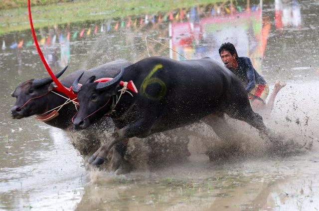 Đua trâu mở đầu mùa lúa ở Thái Lan: Tôn vinh vai trò của trâu với canh tác lúa - Ảnh 2.