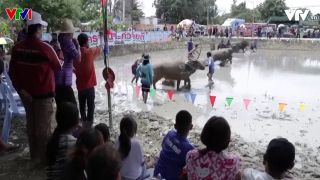 Lễ hội đua trâu đánh dấu thời điểm bắt đầu gieo cấy tại Thái Lan - Ảnh 1.