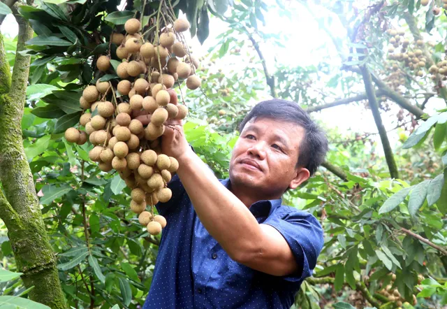 Sản lượng sụt giảm, nhãn Hưng Yên giữ giá - Ảnh 1.