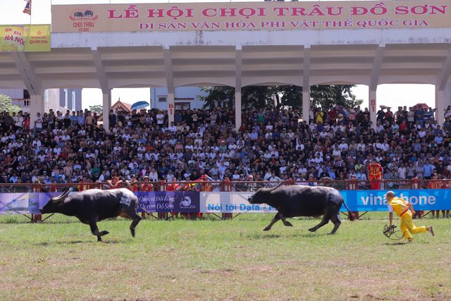 Ông trâu nặng 1,3 tấn giành giải Nhất Lễ hội chọi trâu Đồ Sơn 2023 - Ảnh 1.