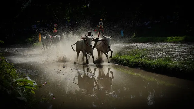 Hội đua bò chùa Rô 2023 - Ảnh 5.