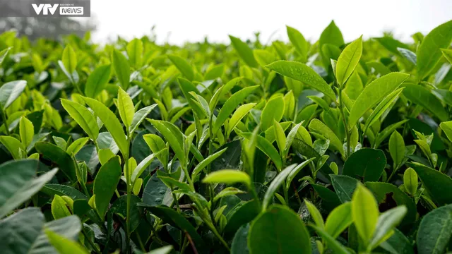 Cận cảnh quy trình sản xuất thủ công chè xanh Đinh Bát Tiên đặc sản Long Cốc (Phú Thọ) - Ảnh 3. Cận cảnh quy trình sản xuất thủ công chè xanh Đinh Bát Tiên đặc sản Long Cốc (Phú Thọ) - Ảnh 3.
