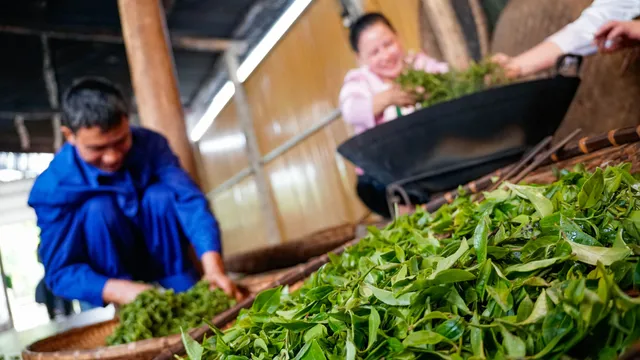 Cận cảnh quy trình sản xuất thủ công chè xanh Đinh Bát Tiên đặc sản Long Cốc (Phú Thọ) - Ảnh 5. Cận cảnh quy trình sản xuất thủ công chè xanh Đinh Bát Tiên đặc sản Long Cốc (Phú Thọ) - Ảnh 5.