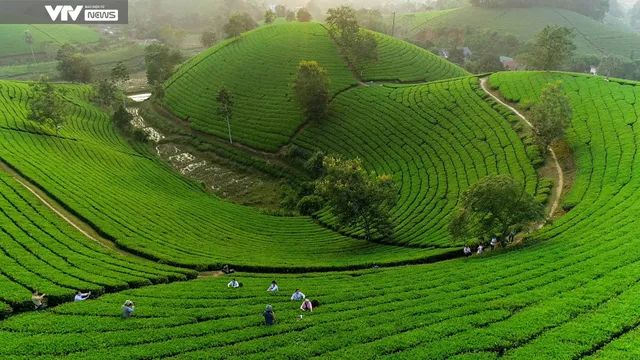 Cận cảnh quy trình sản xuất thủ công chè xanh Đinh Bát Tiên đặc sản Long Cốc (Phú Thọ) - Ảnh 1. Cận cảnh quy trình sản xuất thủ công chè xanh Đinh Bát Tiên đặc sản Long Cốc (Phú Thọ) - Ảnh 1.