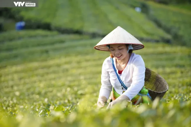 Cận cảnh quy trình sản xuất thủ công chè xanh Đinh Bát Tiên đặc sản Long Cốc (Phú Thọ) - Ảnh 2. Cận cảnh quy trình sản xuất thủ công chè xanh Đinh Bát Tiên đặc sản Long Cốc (Phú Thọ) - Ảnh 2.