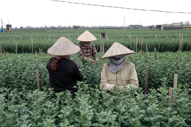 Làng hoa lớn nhất Nam Định tất bật vào vụ Tết - Ảnh 2.