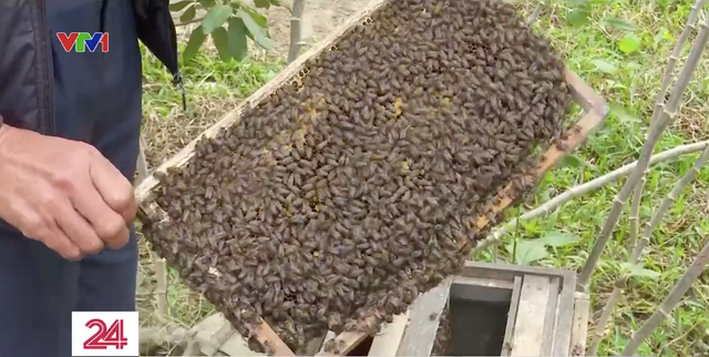 Người nuôi ong điêu đứng vì mật ong giả - Ảnh 2.