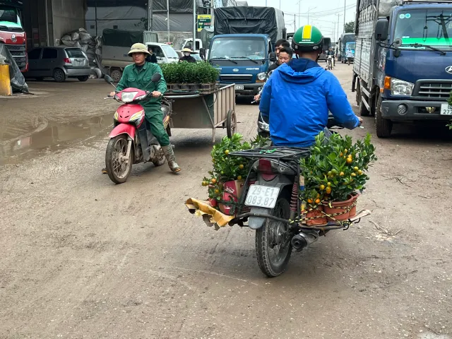 Xuân Quan tất bật thu hoạch hoa dịp Tết Nguyên đán - Ảnh 9.