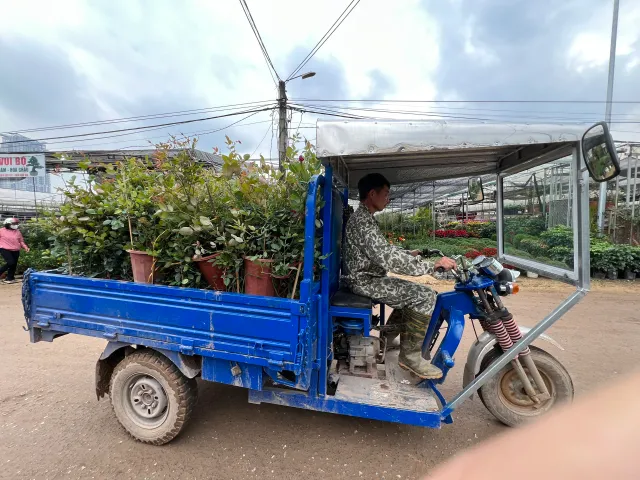 Xuân Quan tất bật thu hoạch hoa dịp Tết Nguyên đán - Ảnh 7.