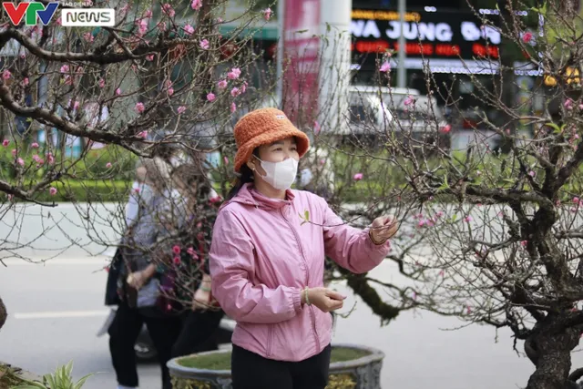 Hà Nội: Đào rừng xuống phố giá hàng trăm triệu đồng - Ảnh 2.