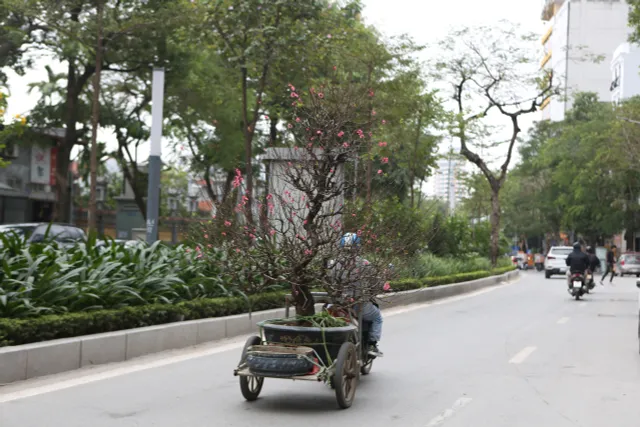 Nghề chở cây cảnh những ngày giáp Tết - Ảnh 6.