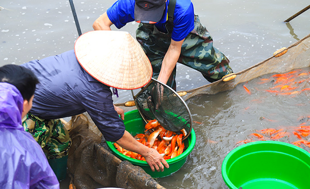 Làng nghề nuôi cá chép đỏ nhộn nhịp trước ngày ông Công, ông Táo - Ảnh 1.