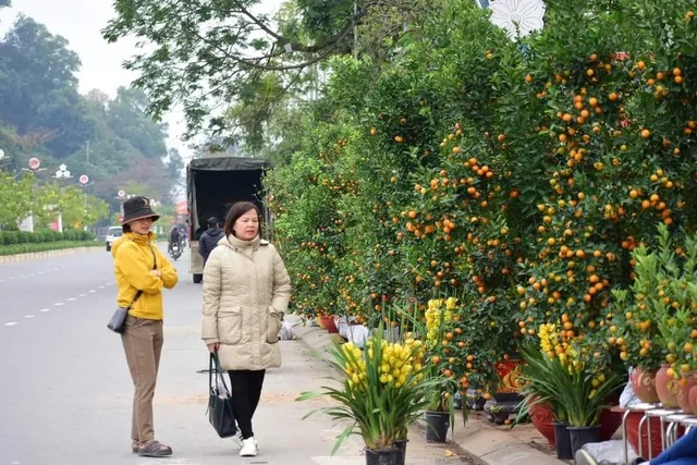 Ý nghĩa của cây quất ngày Tết - Ảnh 5.