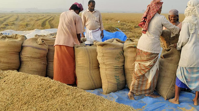 Xuất khẩu gạo Ấn Độ năm 2024 đối mặt nhiều thách thức - Ảnh 1.