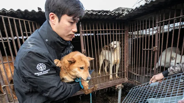 Quốc hội Hàn Quốc thông qua dự luật cấm thịt chó mang tính bước ngoặt   - Ảnh 1.