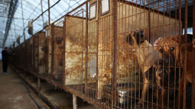 Quốc hội Hàn Quốc thông qua dự luật cấm thịt chó mang tính bước ngoặt   - Ảnh 3.