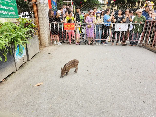 Sôi nổi hội thi bịt mắt bắt lợn tại Lễ hội Xuân ở làng lụa - Ảnh 5.