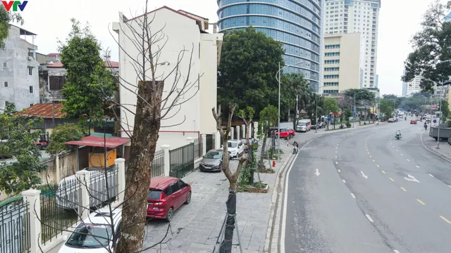 Cây xanh trên đường Huỳnh Thúc Kháng kéo dài chết khô, trơ trụi do thiếu chăm sóc? - Ảnh 8. Cây xanh trên đường Huỳnh Thúc Kháng kéo dài chết khô, trơ trụi do thiếu chăm sóc? - Ảnh 8.