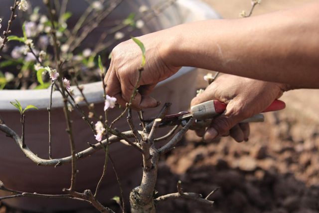 Thái Bình: Nhộn nhịp dịch vụ ký gửi đào sau Tết - Ảnh 6.