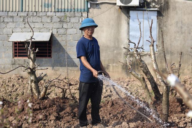 Thái Bình: Nhộn nhịp dịch vụ ký gửi đào sau Tết - Ảnh 3.