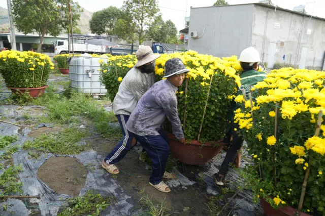 Bà Rịa - Vũng Tàu: Nhà vườn tất bật thu hoạch hoa bán Tết - Ảnh 2.