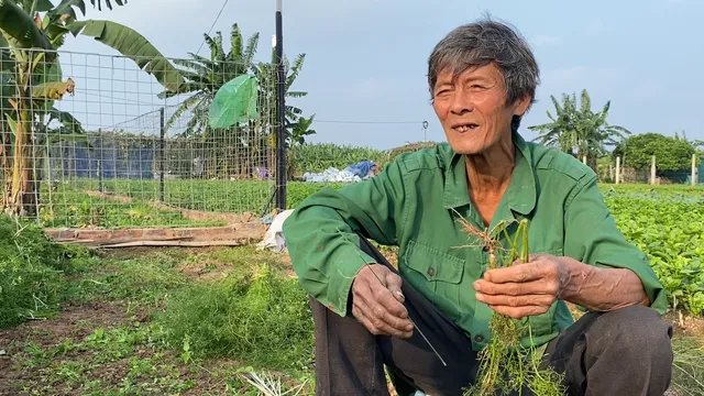 Làng lá mùi tại Hà Nội tất bật vào vụ thu hoạch lớn nhất năm - Ảnh 2.