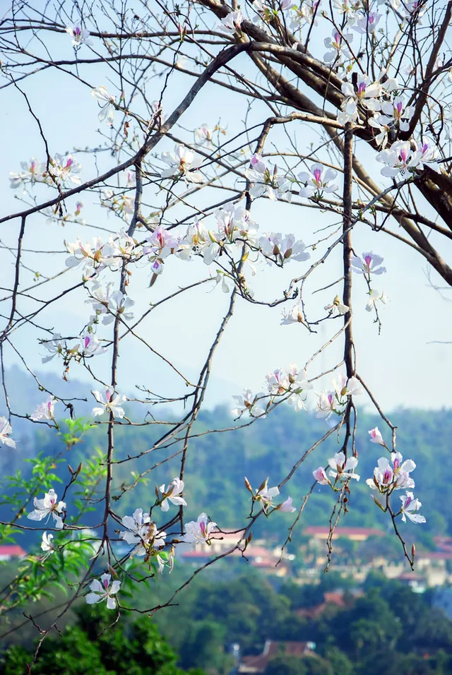 Nồng nàn sắc ban trên chiến trường Điện Biên - Ảnh 5.