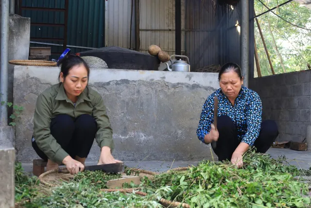 Bảo tồn và phát huy kho báu thuốc nam tại Ninh Bình - Ảnh 2.