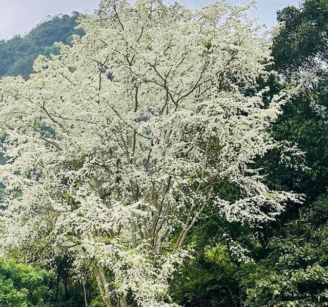 Đẹp ngỡ ngàng mùa hoa Sưa nở trắng rừng Tân Trào - Ảnh 1.