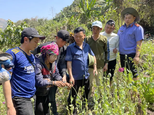 Người phụ nữ 67 tuổi lén trồng hơn 3.200 cây thuốc phiện - Ảnh 1.