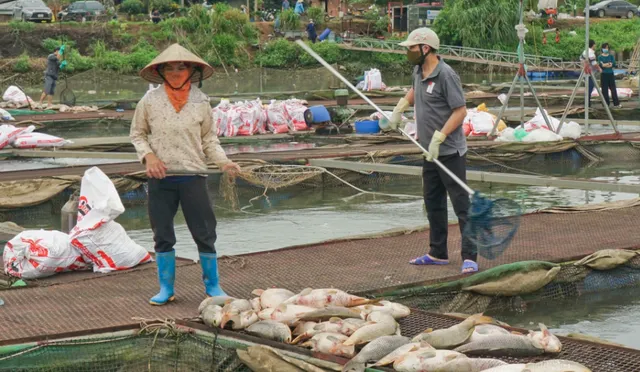 Hàng trăm tấn cá chết bất thường, nông dân Hải Dương nguy cơ mất trắng cơ nghiệp - Ảnh 1.