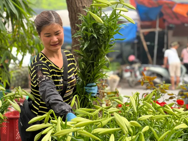 Mùa hoa loa kèn ở Hà Nội - Ảnh 1.