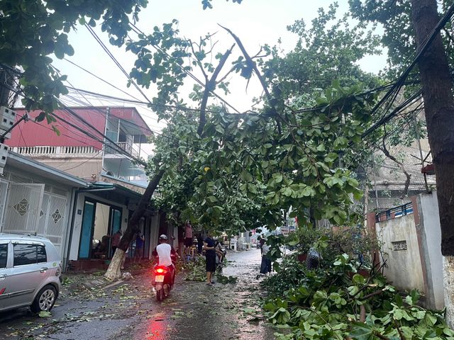 Nhiều nơi trên cả nước mưa dông đến đêm, cảnh báo nguy cơ cây đổ - Ảnh 1.