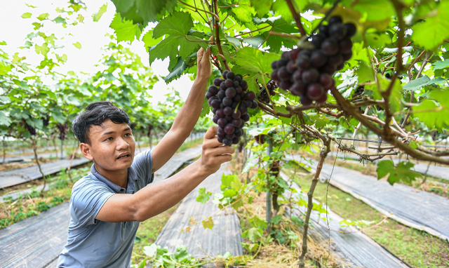 Học Bác tinh thần vượt khó, chàng trai thử nghiệm thành công trồng nho đen không hạt - Ảnh 1.