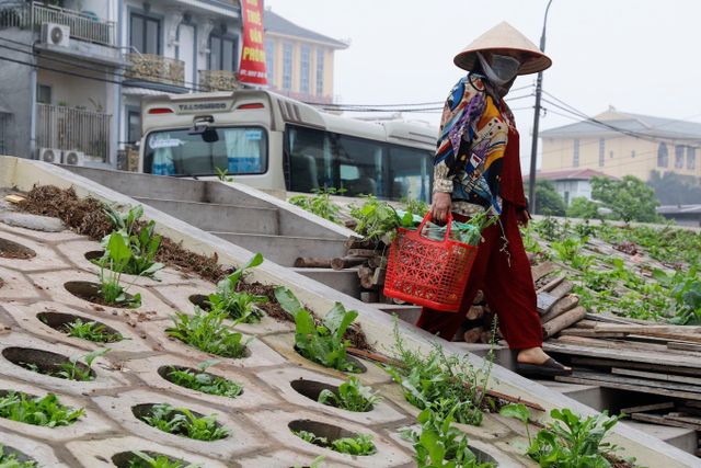 Người dân Thủ đô trồng rau sạch ở hốc bê tông bên triền đê - Ảnh 2.