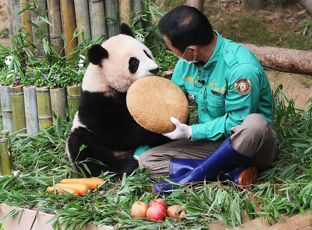 Chuyên gia lên tiếng việc gấu trúc Fubao phải cách ly 1 tháng - Ảnh 1.