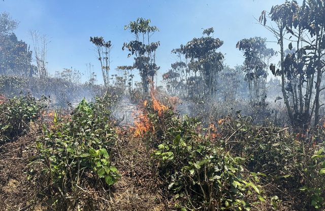 Chưa khống chế được đám cháy rừng ở Bảo Lộc (Lâm Đồng) - Ảnh 1.