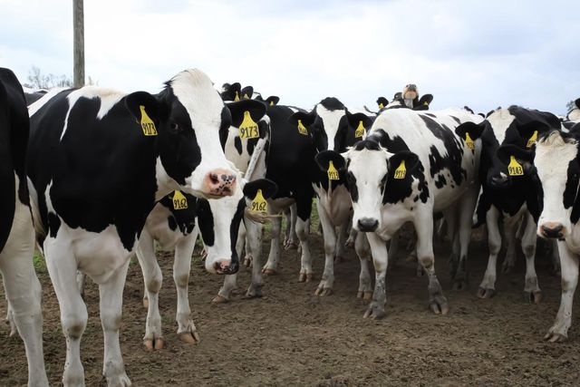 Mỹ cấp gần 200 triệu USD để ngăn cúm gia cầm lây lan ở đàn bò sữa - Ảnh 1.