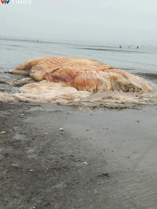 Một phần xác cá voi nặng gần 4 tấn trôi dạt vào bờ biển Nghệ An - Ảnh 2.