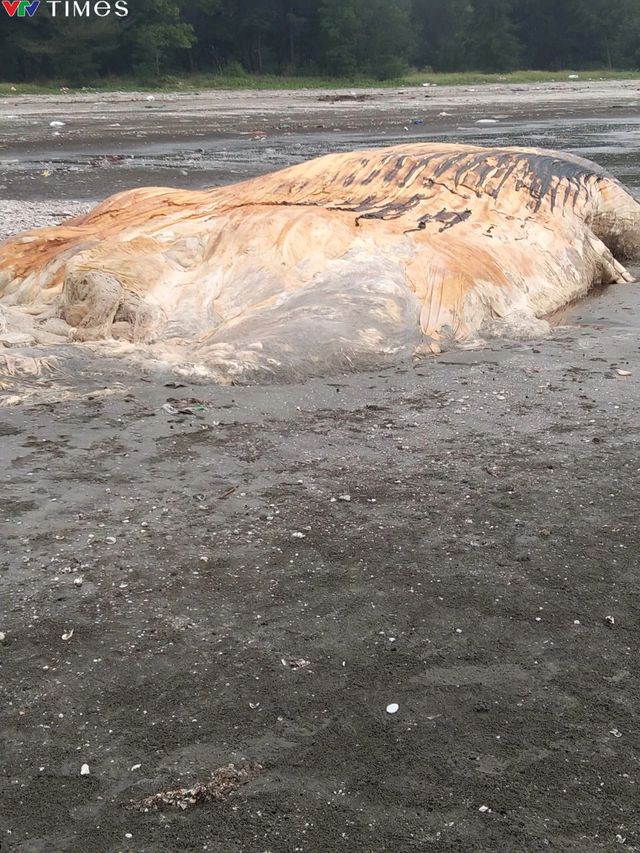 Một phần xác cá voi nặng gần 4 tấn trôi dạt vào bờ biển Nghệ An - Ảnh 1.