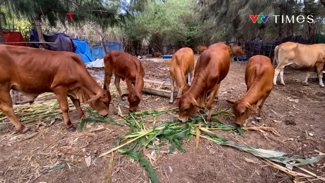 Bình Thuận: Duy nhất một đơn vị vận chuyển, gia súc ra đảo Phú Quý bị độn giá - Ảnh 3.