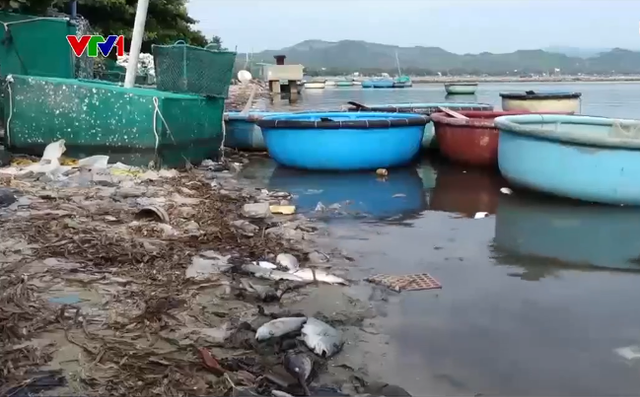 Ô nhiễm môi trường khi tôm cá chết bị vứt ra biển - Ảnh 1.
