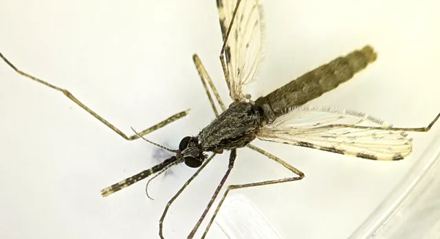 Djibouti chống lại dịch bệnh sốt rét chết người bằng muỗi biến đổi gene - Ảnh 1.